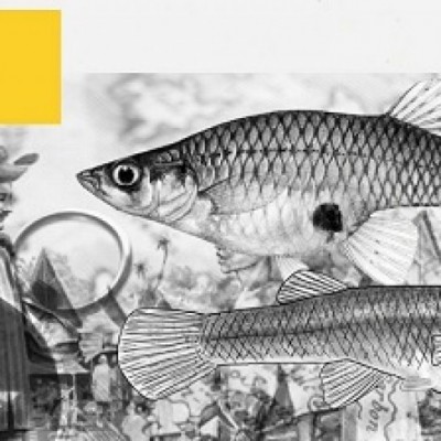 Impun, Si Million Fish Yang Bukan Asli Indonesia