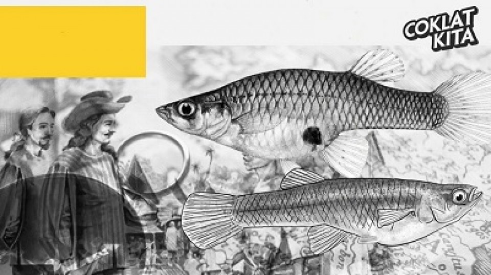 Impun, Si Million Fish Yang Bukan Asli Indonesia